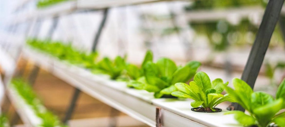 hidroponik-sistemler-hidrofonik-2